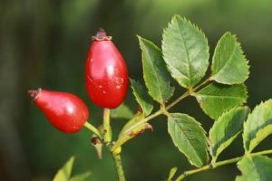 Quả cây Rosa canina